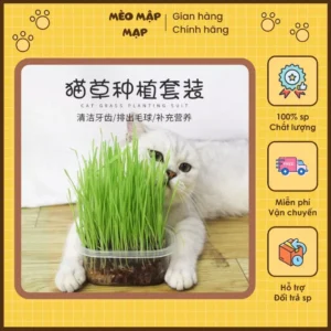 Hạt Giống Cỏ Mèo Cao Cấp - MÈO MẬP MẠP