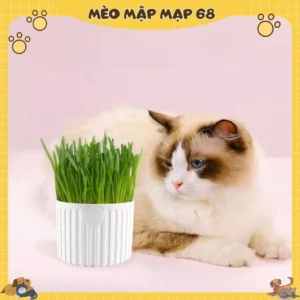 Alternative view of Hạt Giống Cỏ Mèo Cao Cấp - MÈO MẬP MẠP