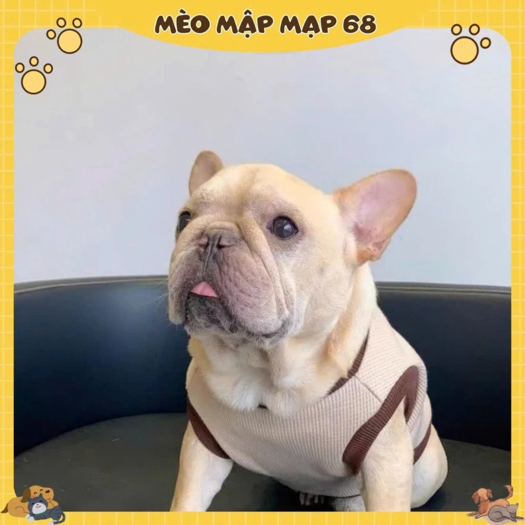 Áo Cho Mèo Họa Tiết Gấu – Áo Thun Thú Cưng Màu Be Dễ Thương, Mặc Quanh Năm - Ảnh 3